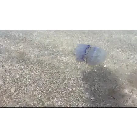 Бакальская коса