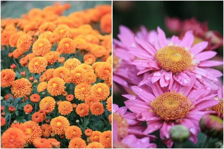 В Крыму 23 октября начнется «Бал хризантем» 2025