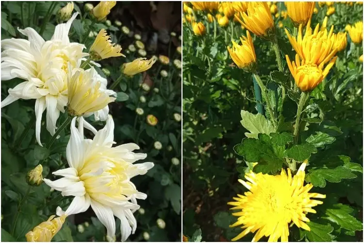 В Крыму 23 октября начнется «Бал хризантем» 2025