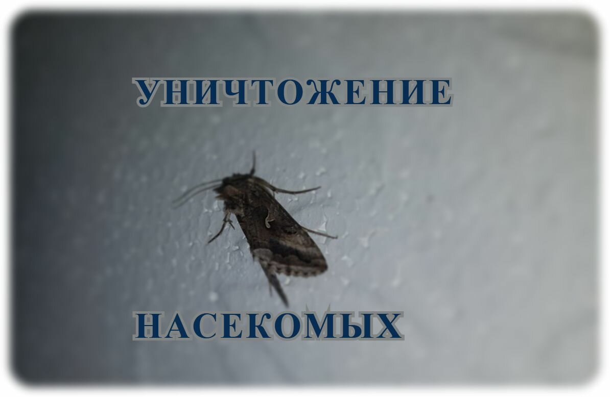 Уничтожение насекомых