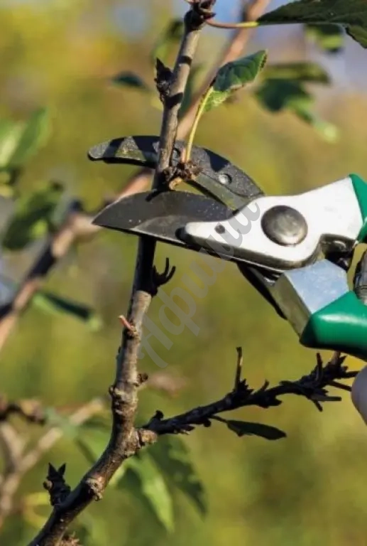 Подрезка кустов роз – забота о красоте вашего сада!