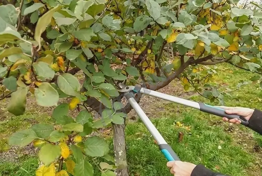 Обрезка плодовых деревьев – залог здоровья и урожая