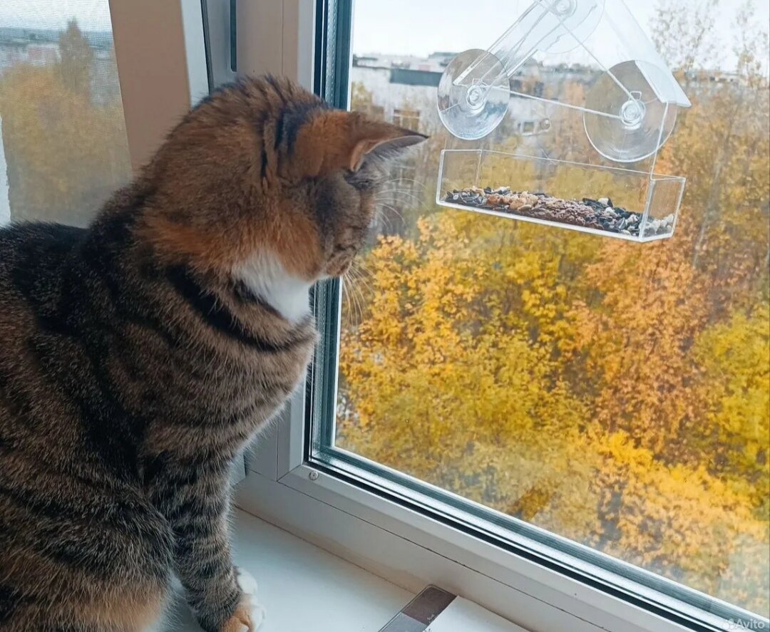 Присмотр за животными во время отъезда, отпуска