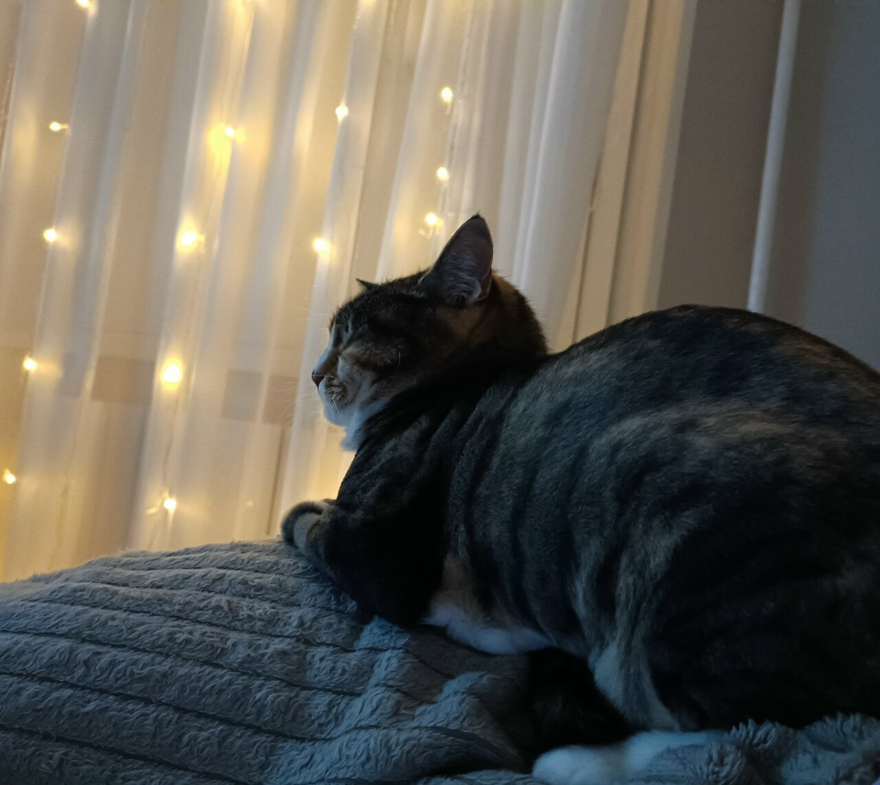 Уход за кошками на дому