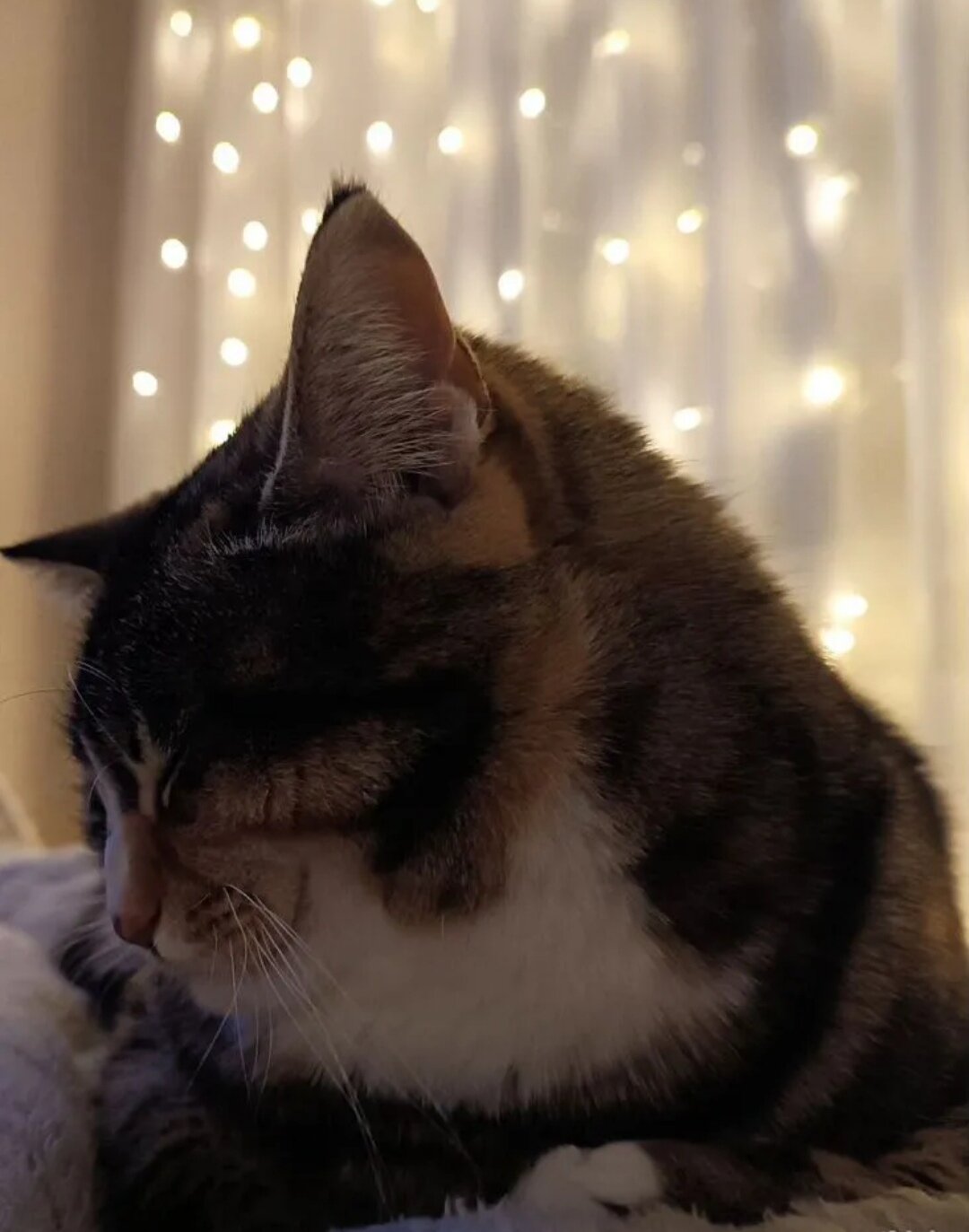 Присмотр за животными во время отъезда, отпуска