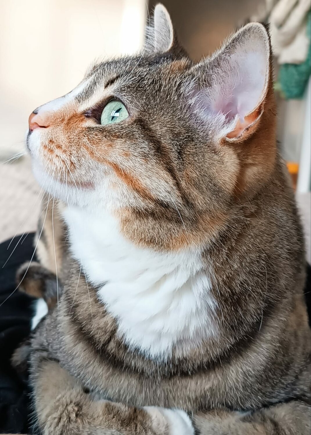 Зооняня, кроме собак