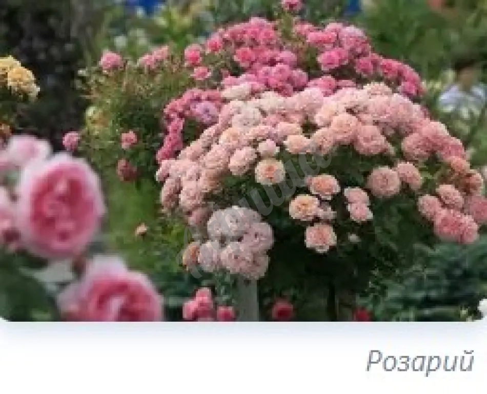 Устройство цветников : посадка однолетних и многолетних цветов