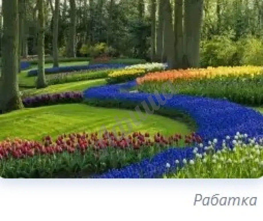 Устройство цветников : посадка однолетних и многолетних цветов