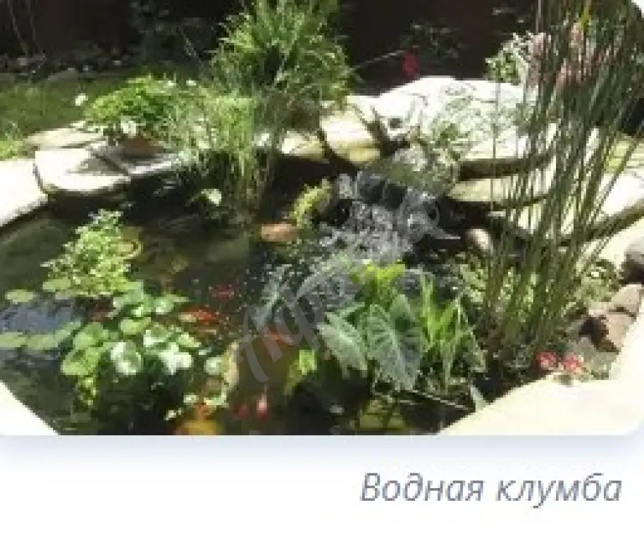 Устройство цветников : посадка однолетних и многолетних цветов