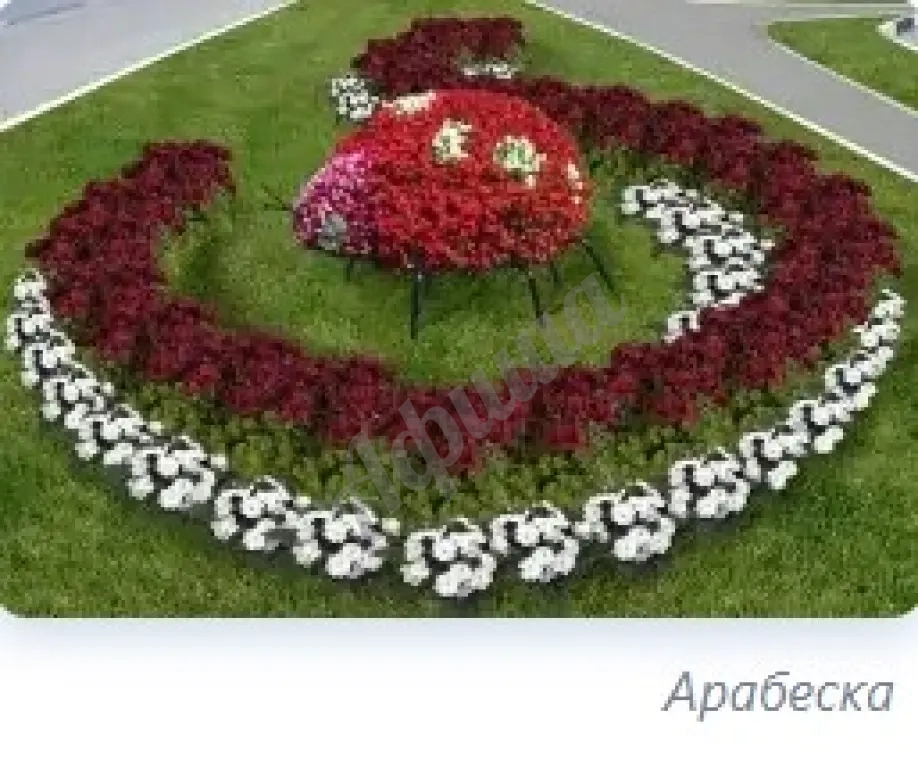 Устройство цветников : посадка однолетних и многолетних цветов