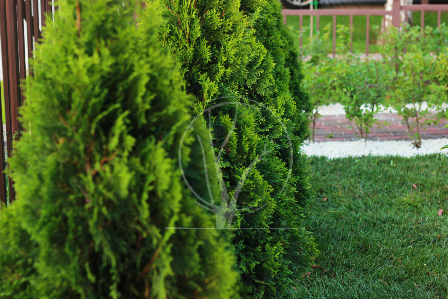 Посадка дерева