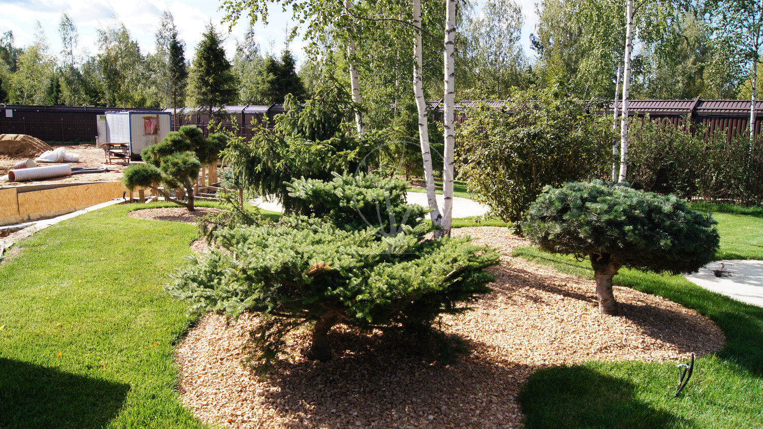 Посадка дерева