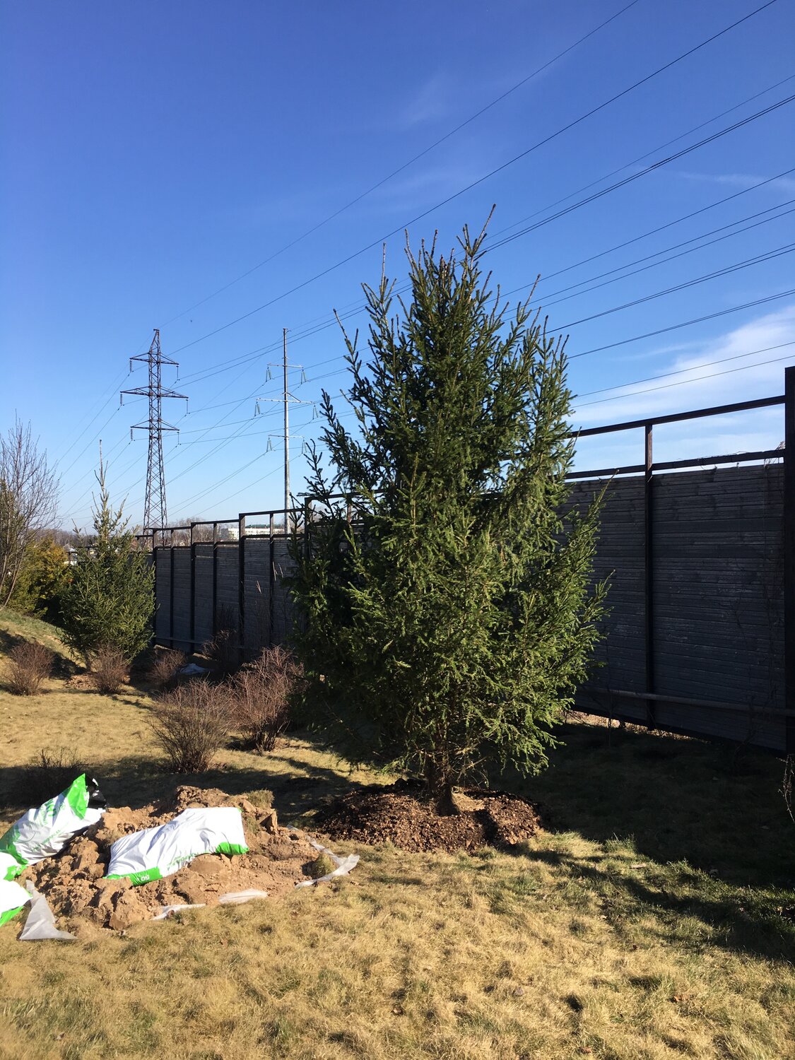 Посадка хвойного дерева