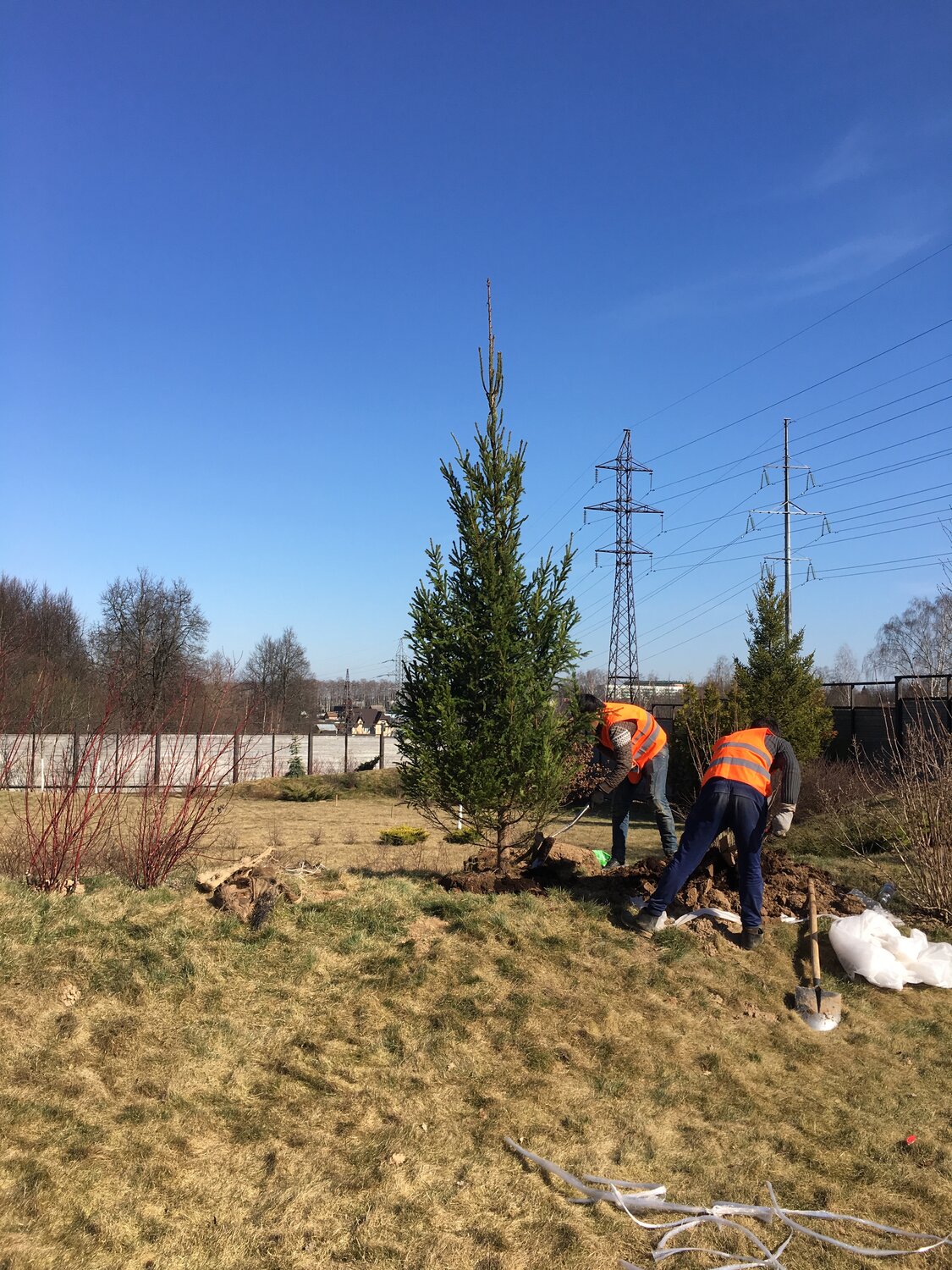 Посадка хвойного дерева