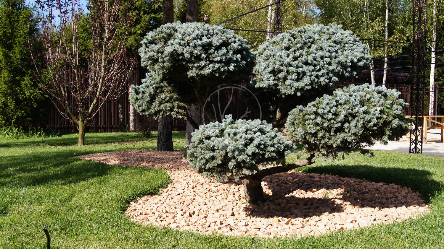 Посадка дерева