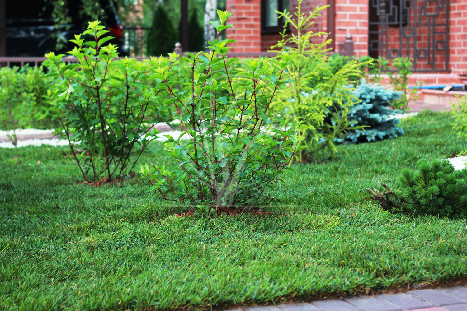 Посадка кустарника