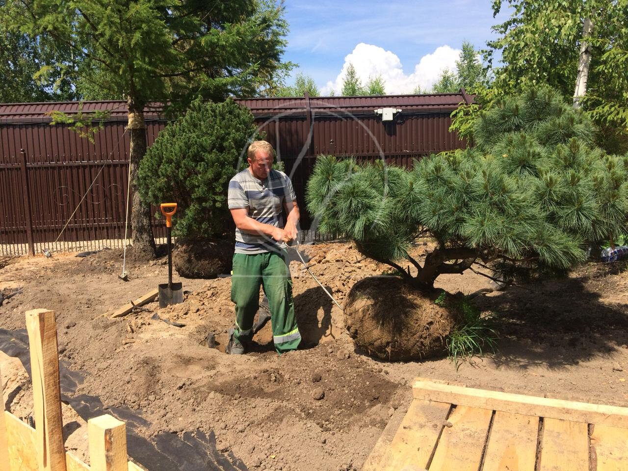 Посадка дерева