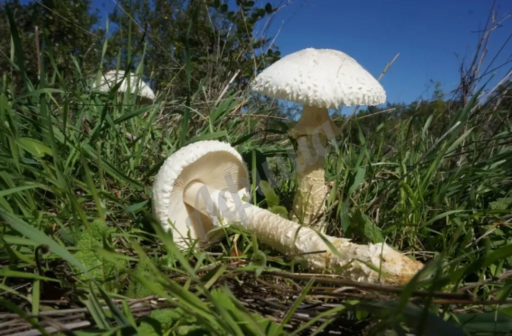 Грибная экскурсия