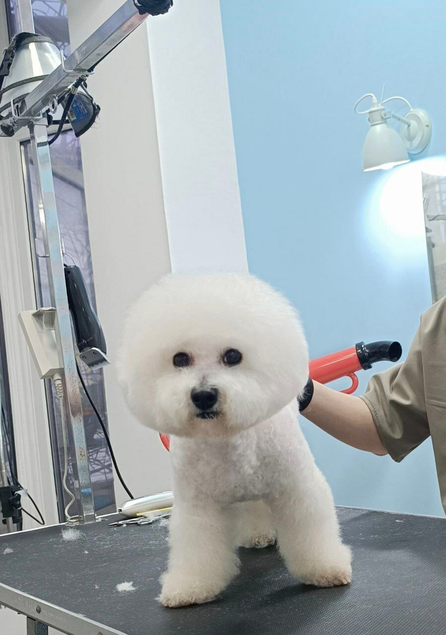 Стрижка собак