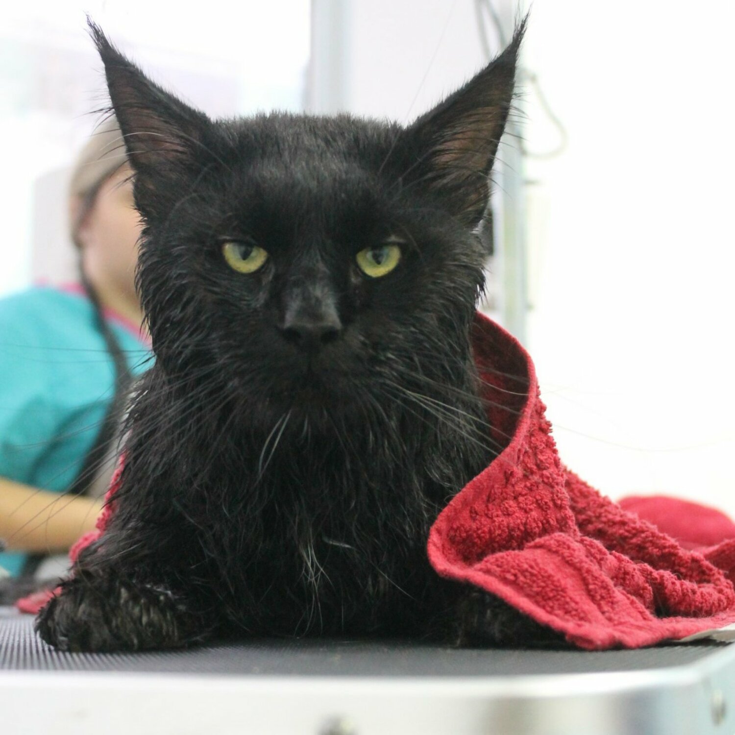 Процедура экспресс линька