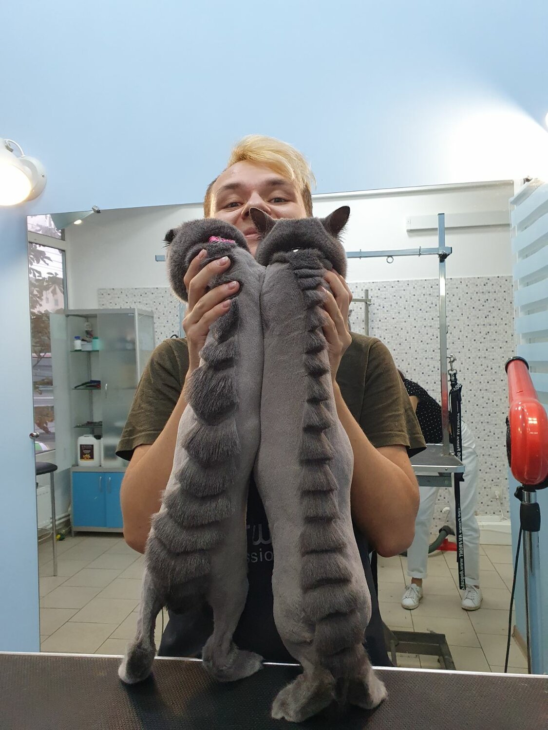 Стрижка кошек