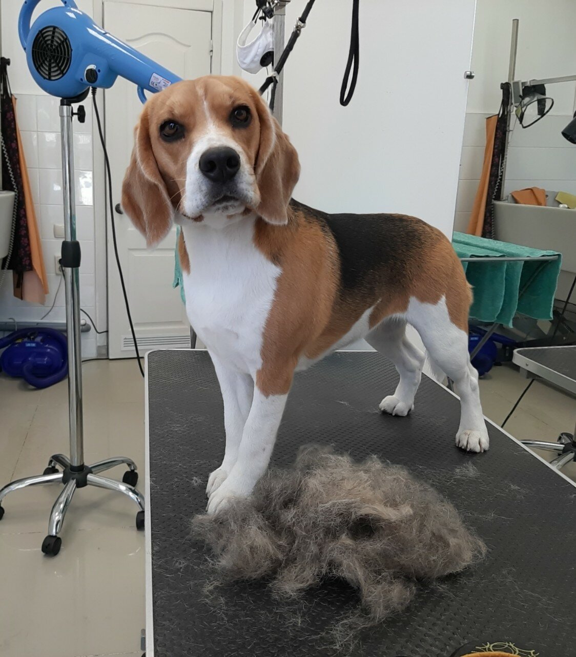 Вычесывание