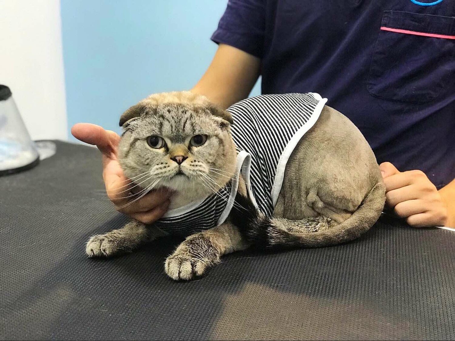 Стрижка кошек