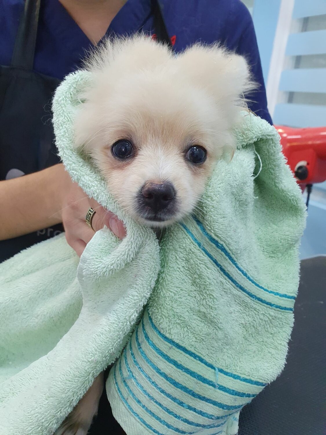 Процедура экспресс линька