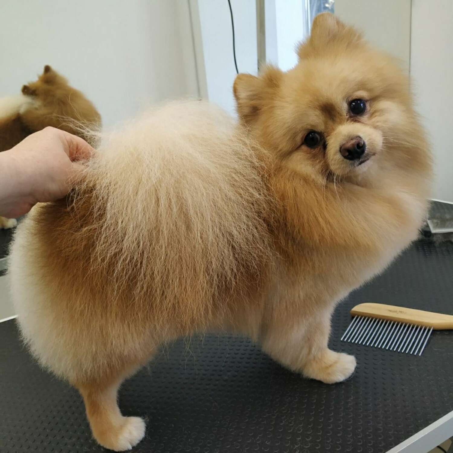 Стрижка собак