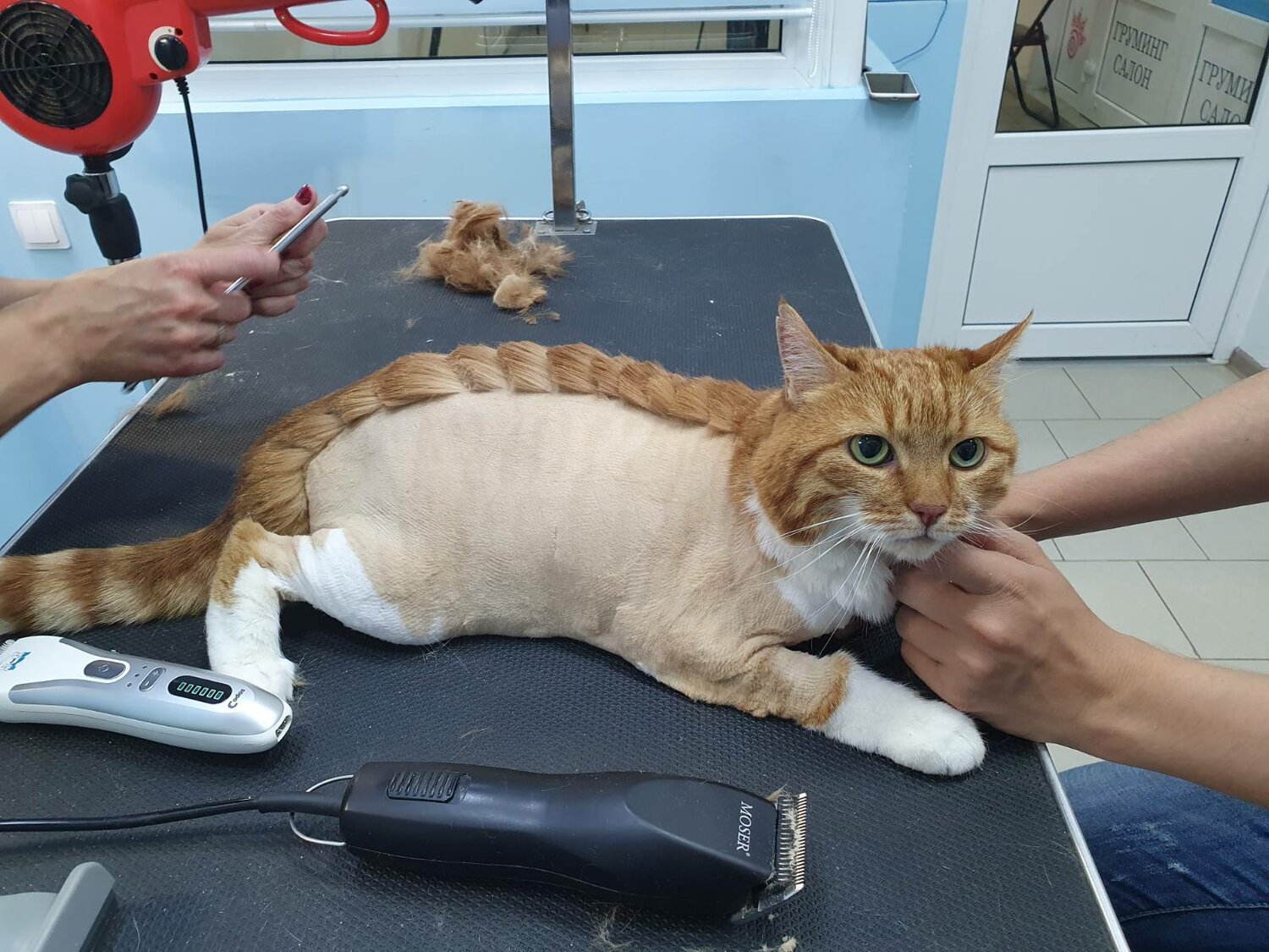 Стрижка кошек