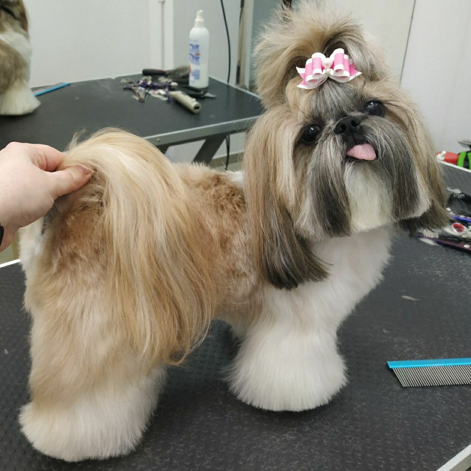 Стрижка собак