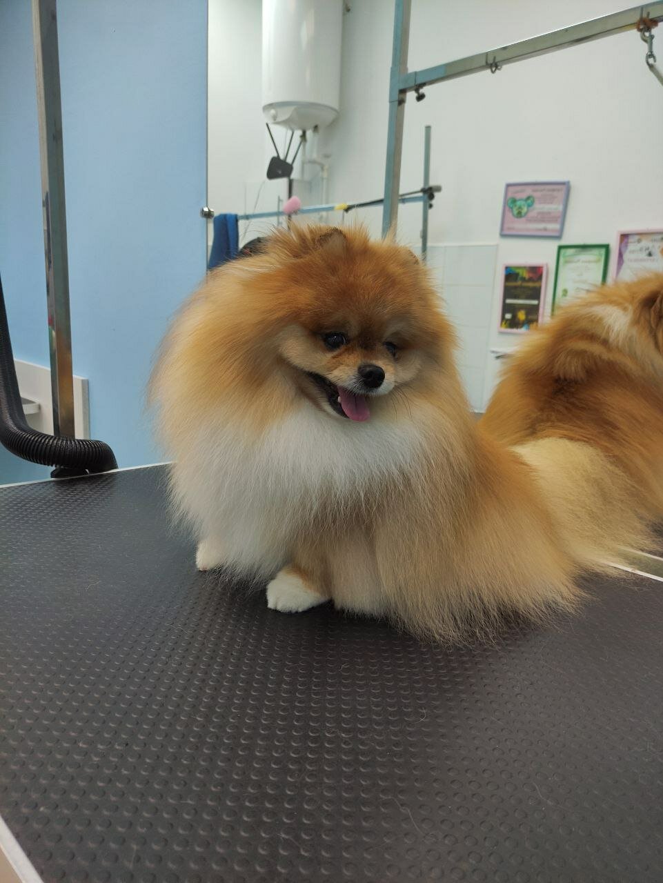 подготовка к выставкам