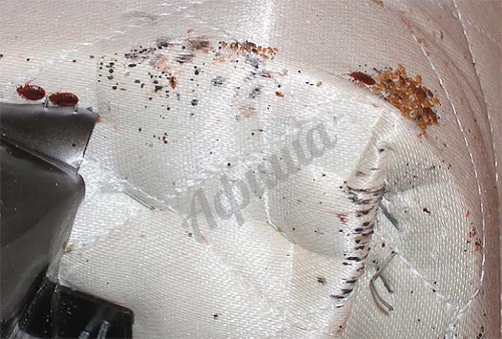 Уничтожение клопов в Симферополе и области с гарантией до 1 года!