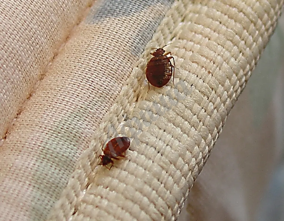 Уничтожение клопов в Симферополе и области с гарантией до 1 года!