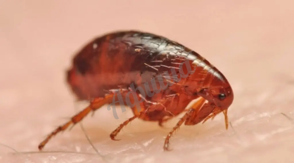 Профессиональное уничтожение блох – единственный способ гарантировать результат