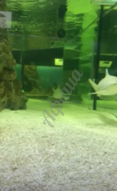 Ялтинский океонариум