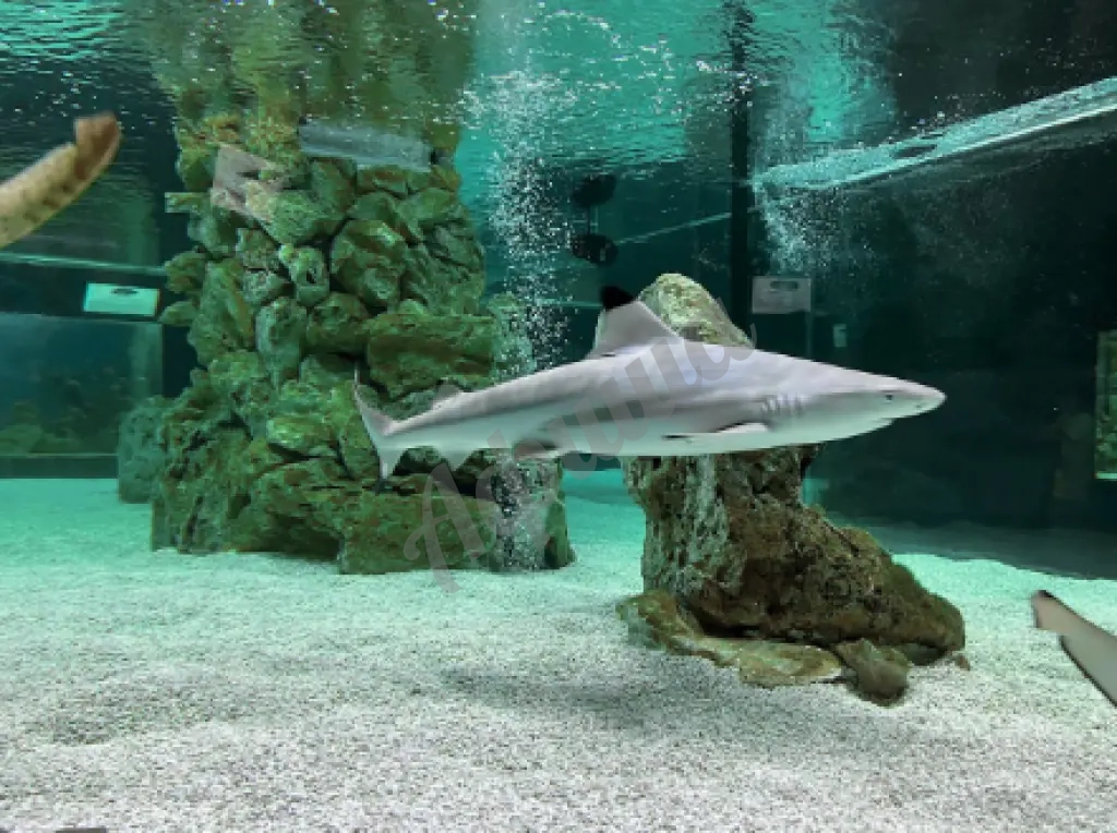 Ялтинский океонариум