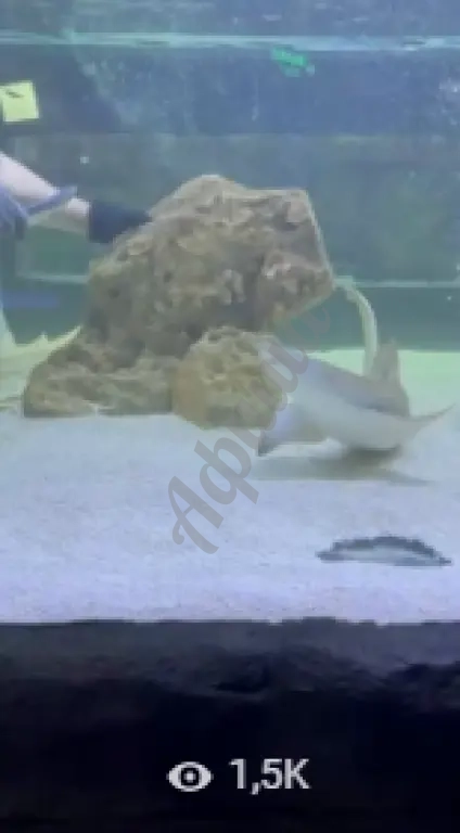 Ялтинский океонариум