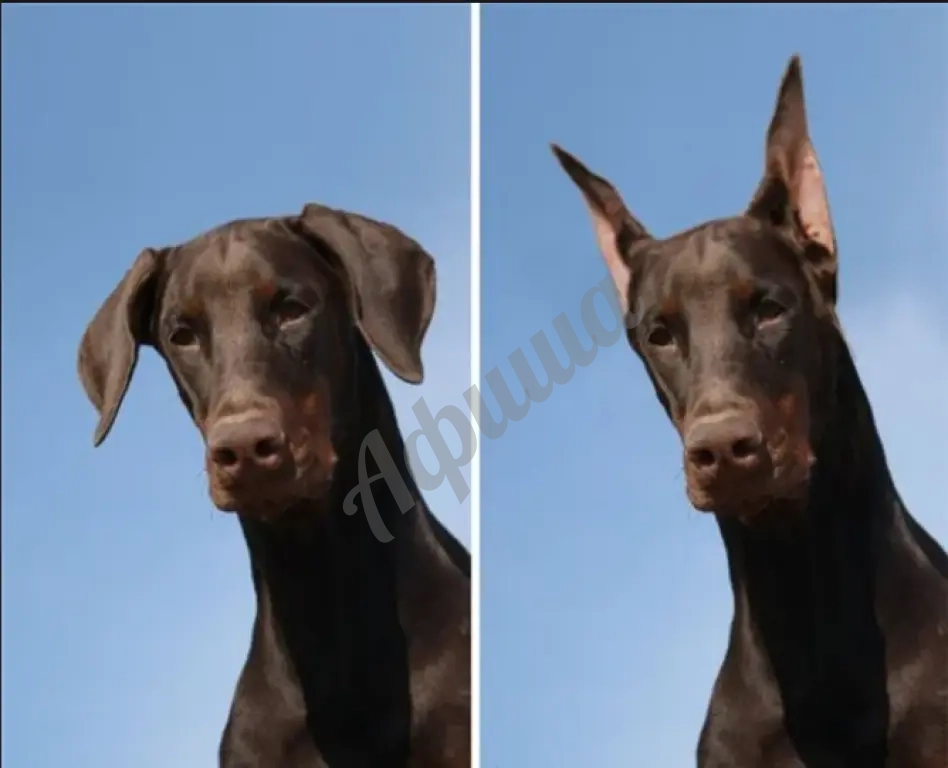 Купирование ушей