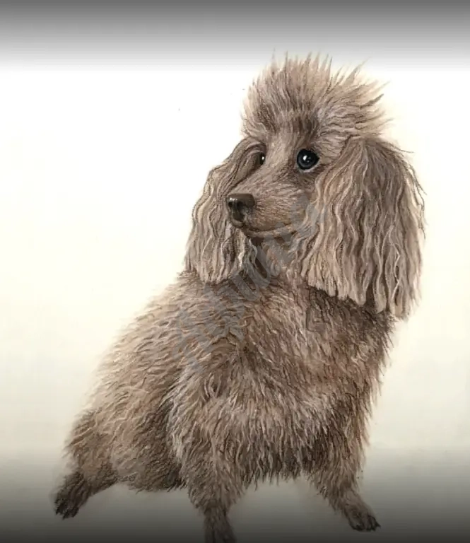 ЗООПОРТРЕТ НА ЗАКАЗ