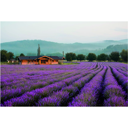 Ферма Viva Lavanda