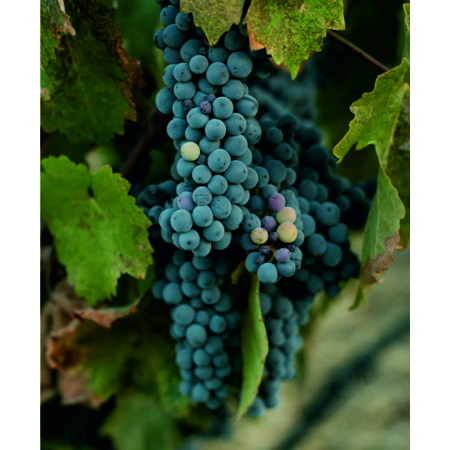 Винный парк Winepark