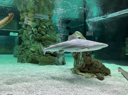 Ялтинский океанариум