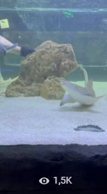 Ялтинский океанариум