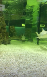 Ялтинский океанариум